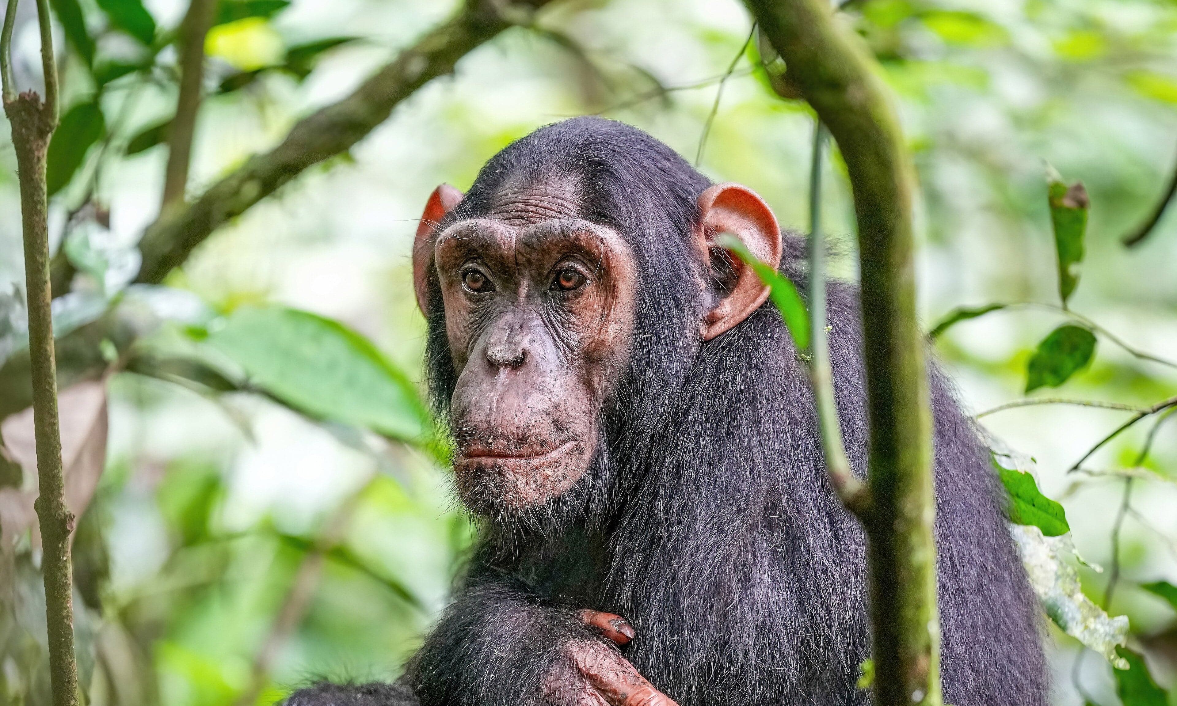 A chimpanzee sitting in a tree in the rainforest