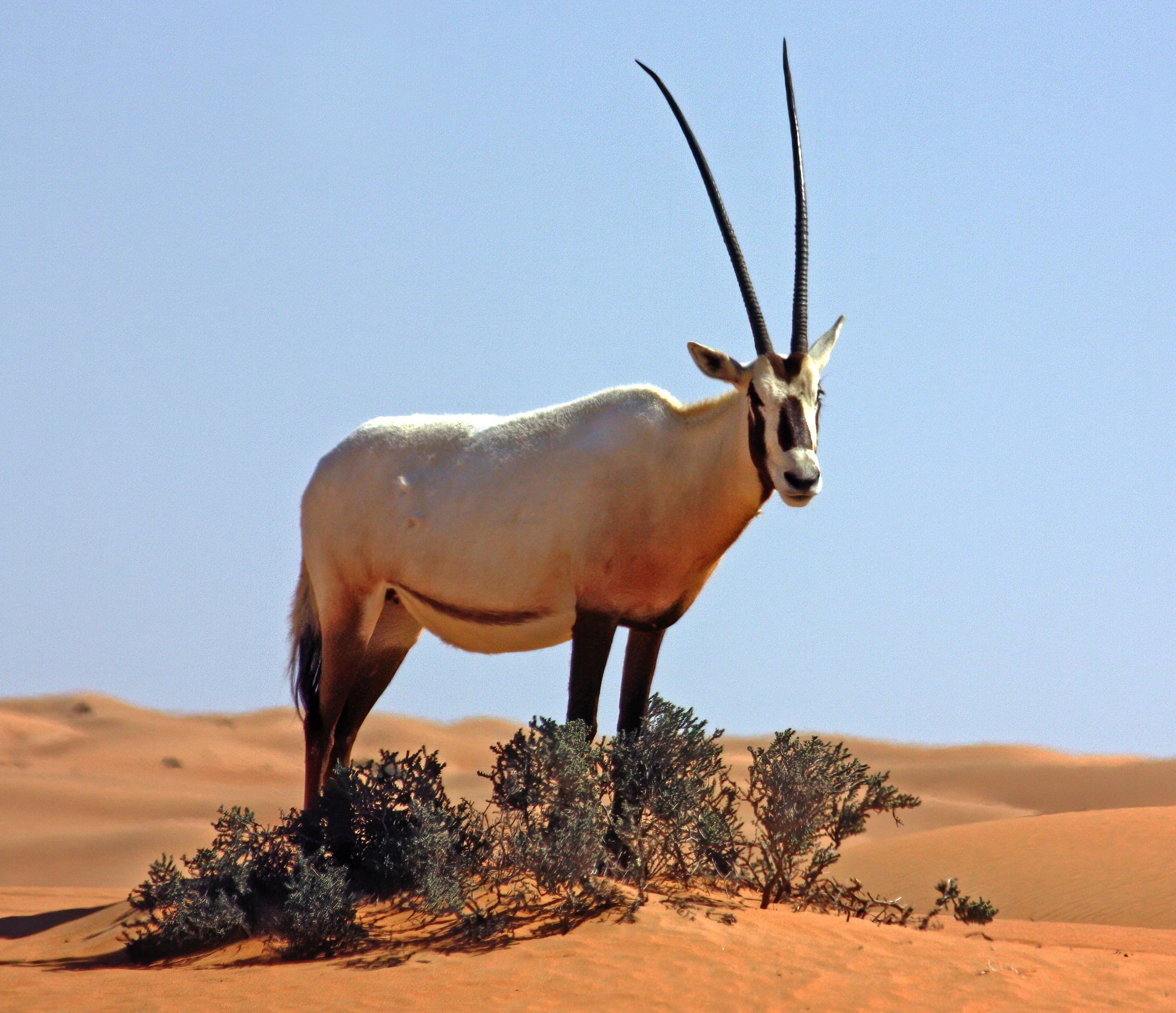 A white Arabian oryx with long straight horns standing in the golden desert
