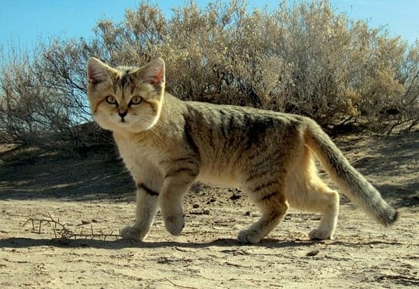 A small fluffy sand cat with large ears and a sandy-brown coat sitting on desert sand
