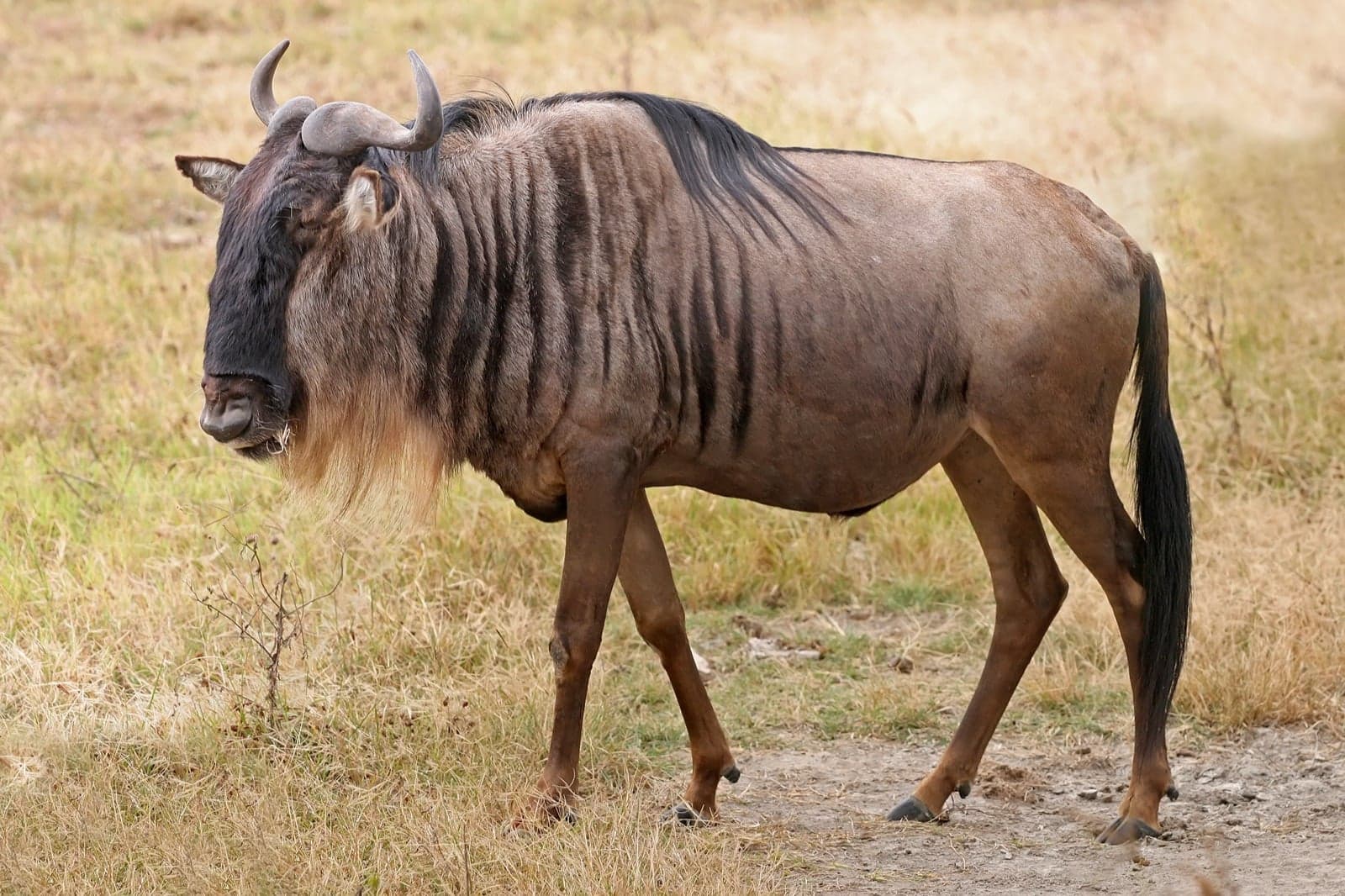 A vast herd of wildebeest crossing a river in the Maasai Mara