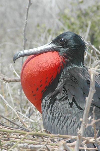 A male frigatebird perched in a tree with its brilliant red throat pouch inflated