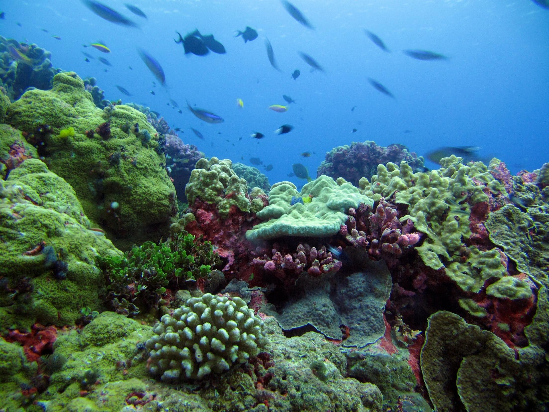 Pristine coral reef beneath crystal-clear water in the Phoenix Islands