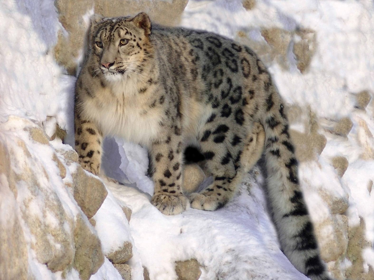 A snow leopard with thick spotted fur looking down from a rocky mountain ledge