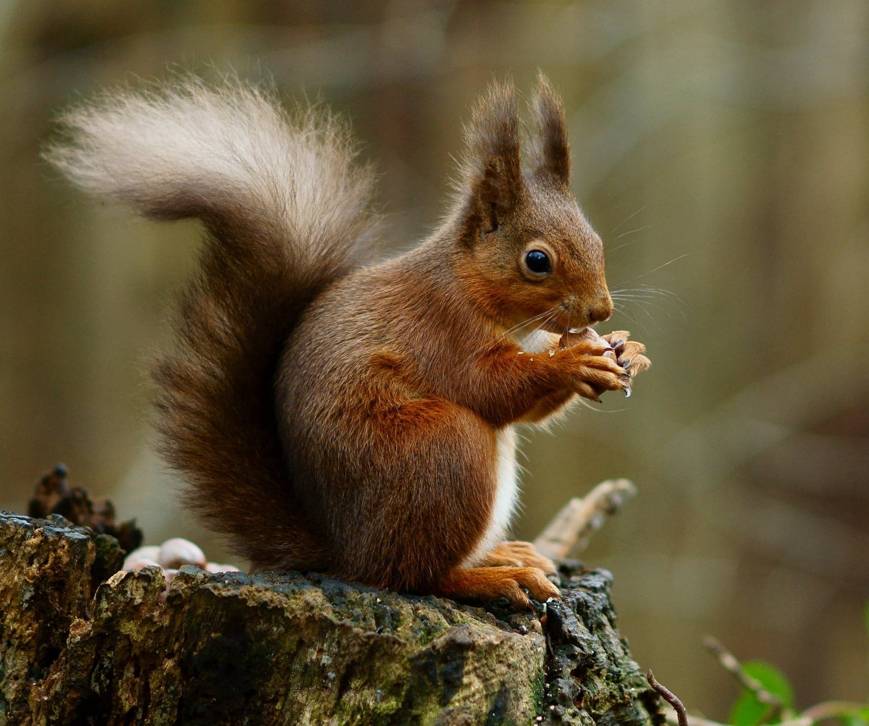 A red squirrel with tufted ears sitting on a branch holding a nut