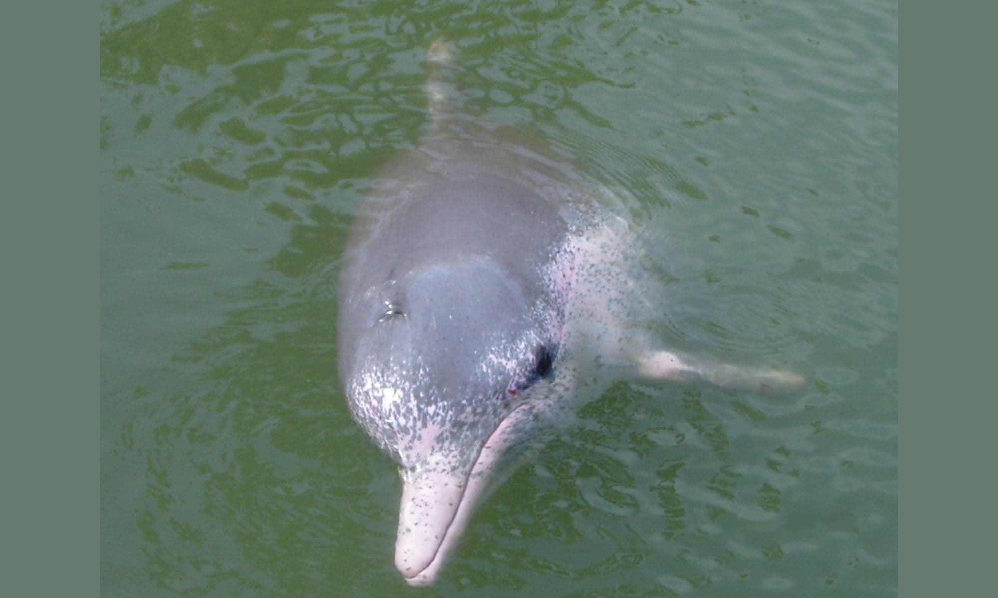 A Chinese white dolphin leaping from the sea with its pale pink skin visible
