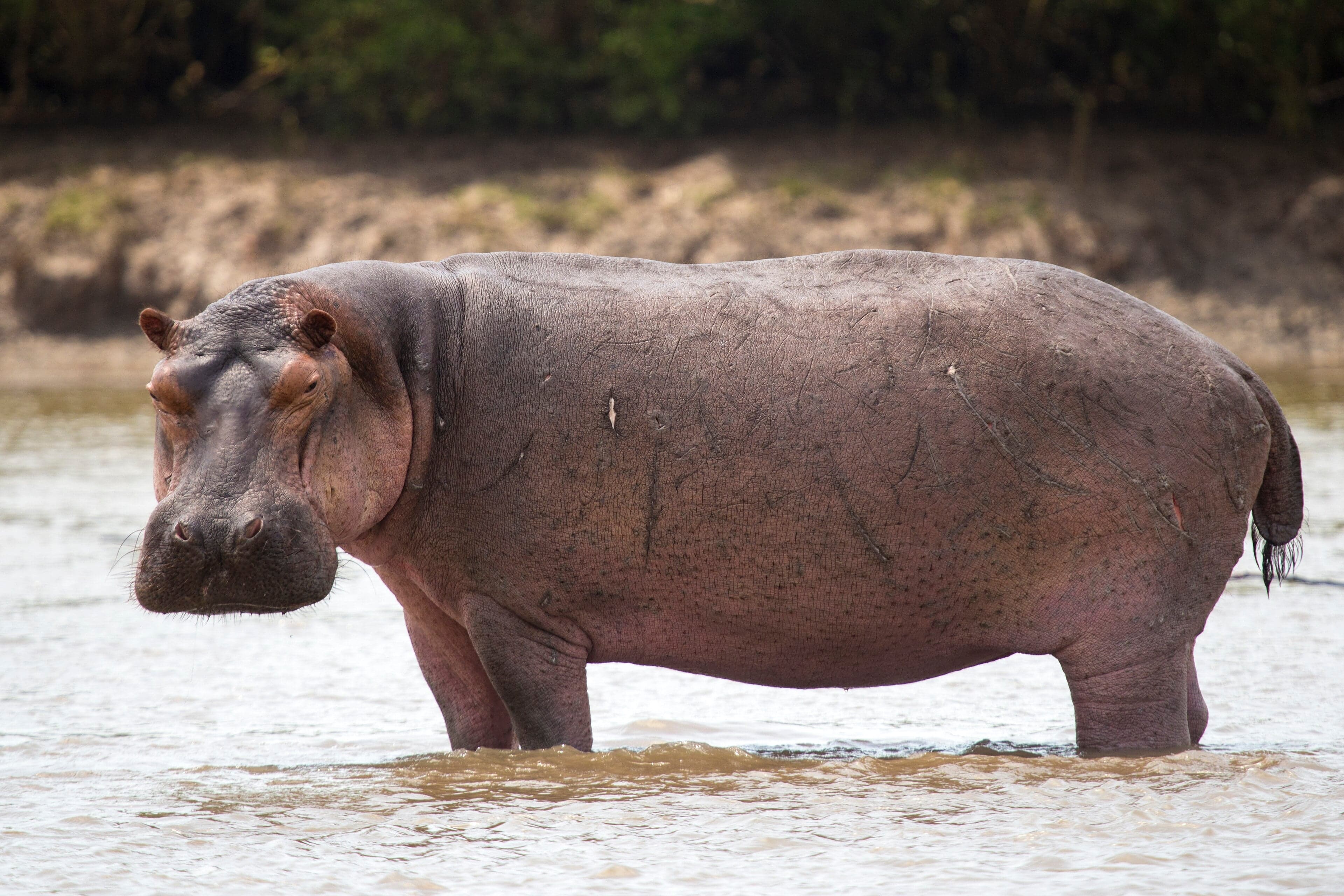 Hippos wallowing in the Shire River in Liwonde National Park, Malawi