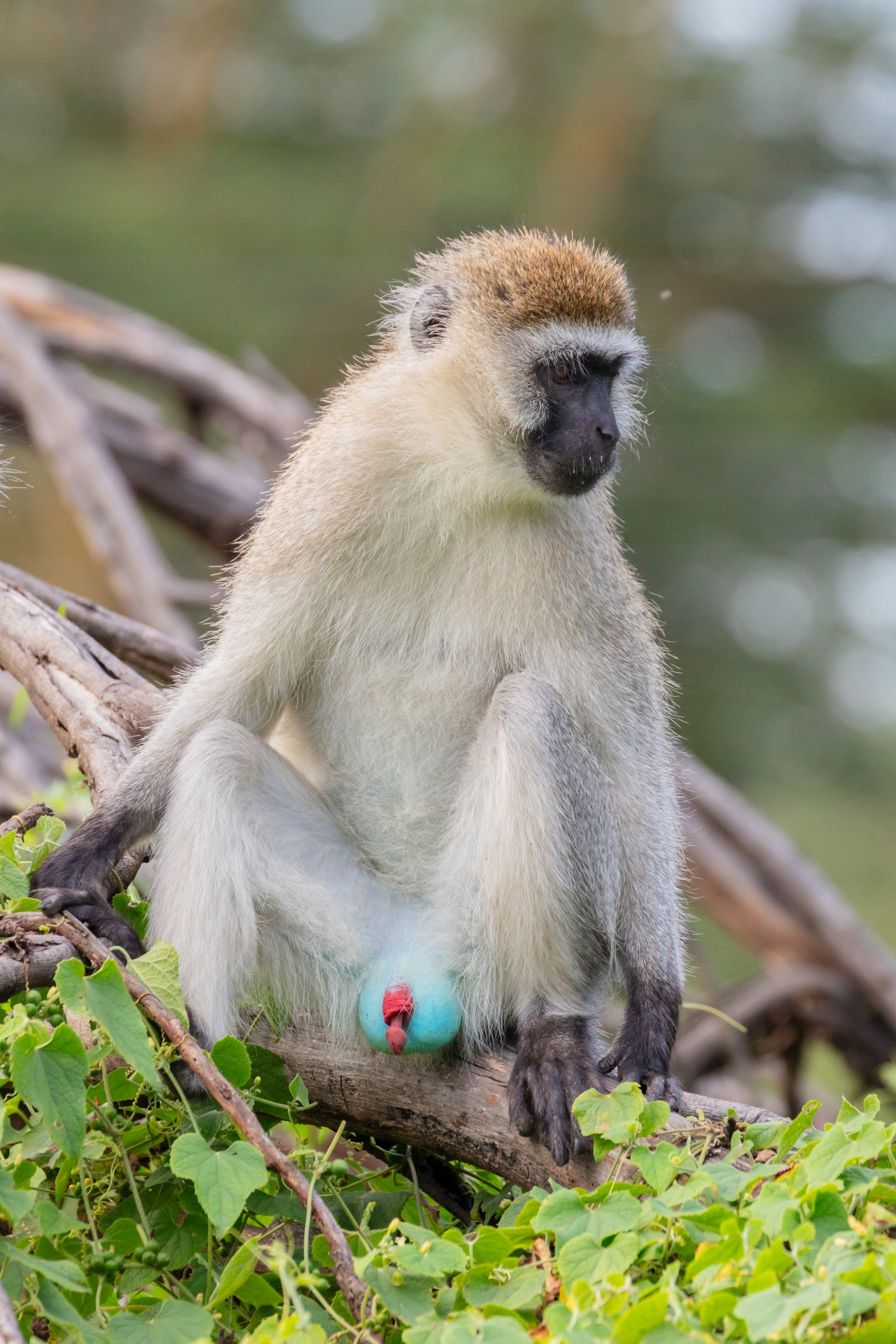 A vervet monkey sitting in a tree in Liwonde National Park, Malawi