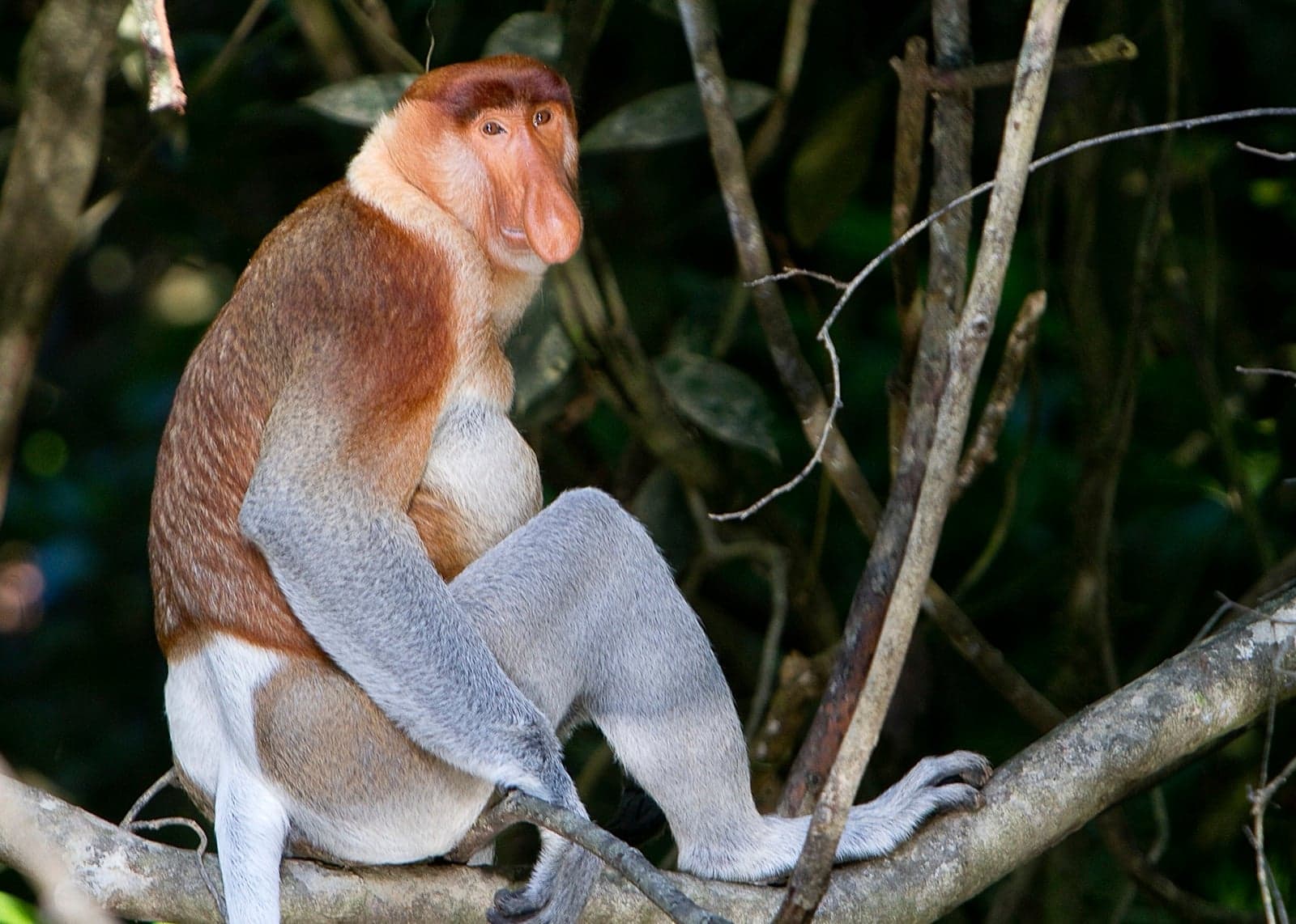 A male proboscis monkey sitting in a tree, showing off its big drooping nose