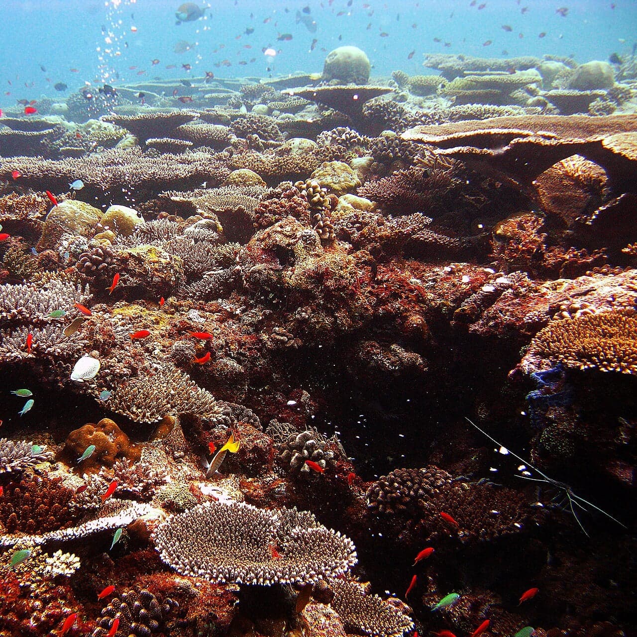 Bright coral reef with colourful fish swimming through it in clear blue water