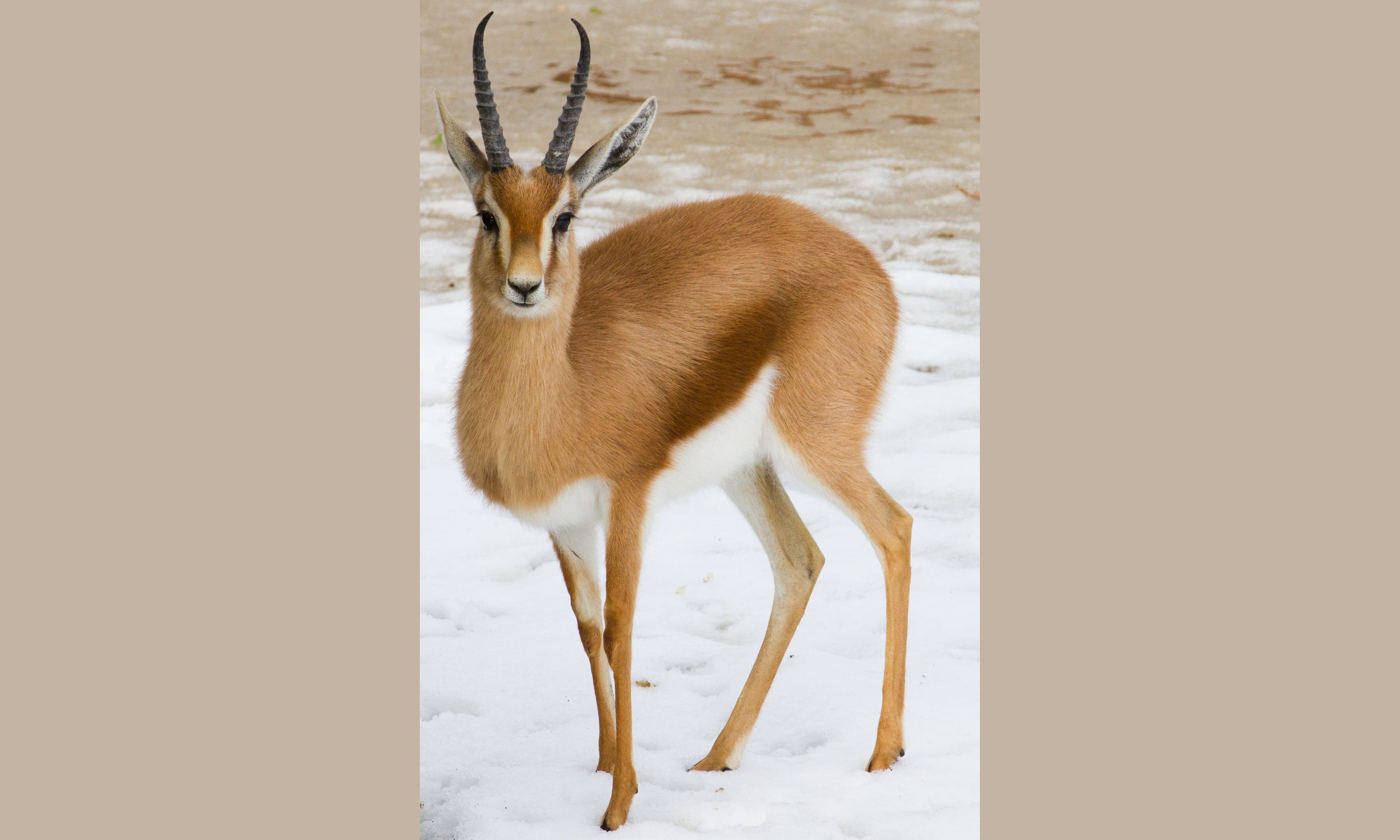 A pair of slender Dorcas gazelles standing alert on a sandy Saharan plain