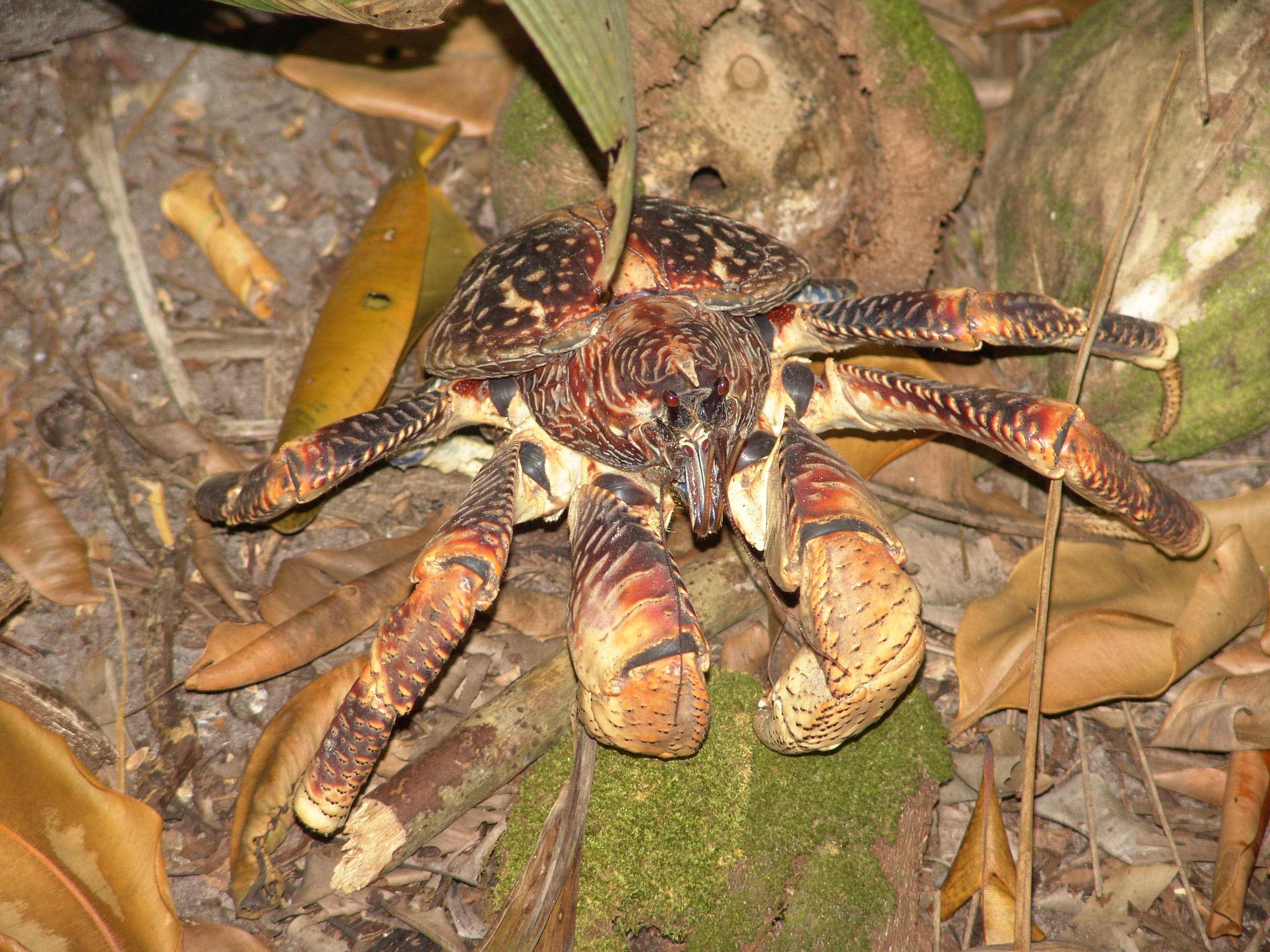 A large coconut crab with blue and red claws clinging to a coconut palm trunk at night