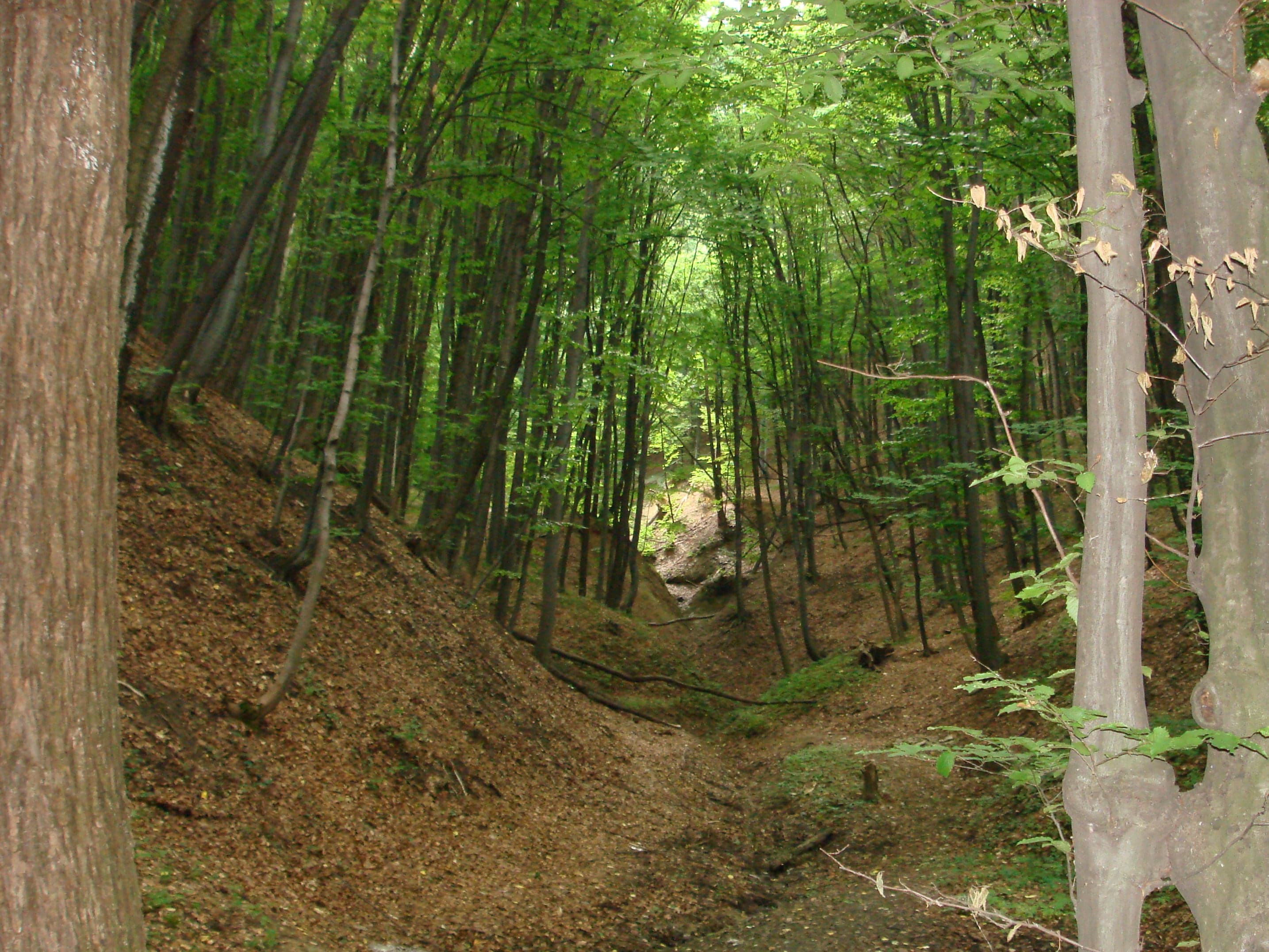 Tall oak and hornbeam trees in the dappled green light of Codru forest, Moldova