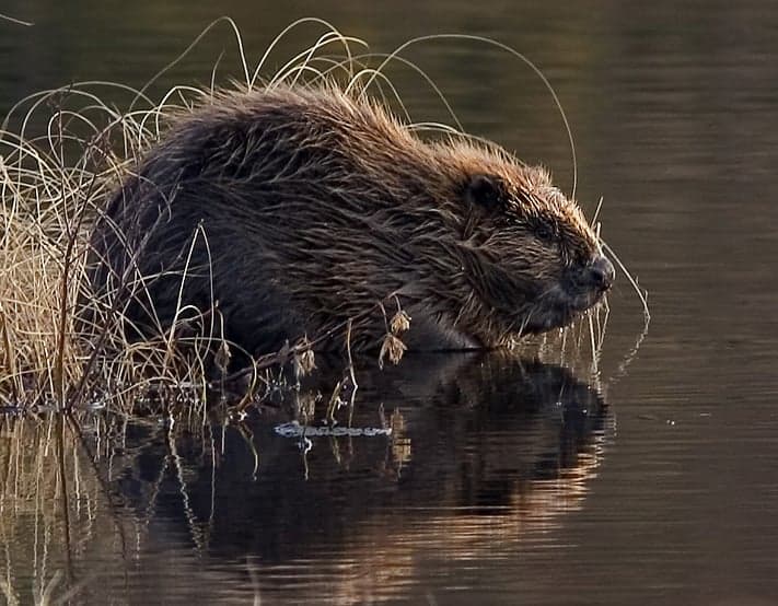 A large Eurasian beaver sitting beside a river in a wooded area in Moldova