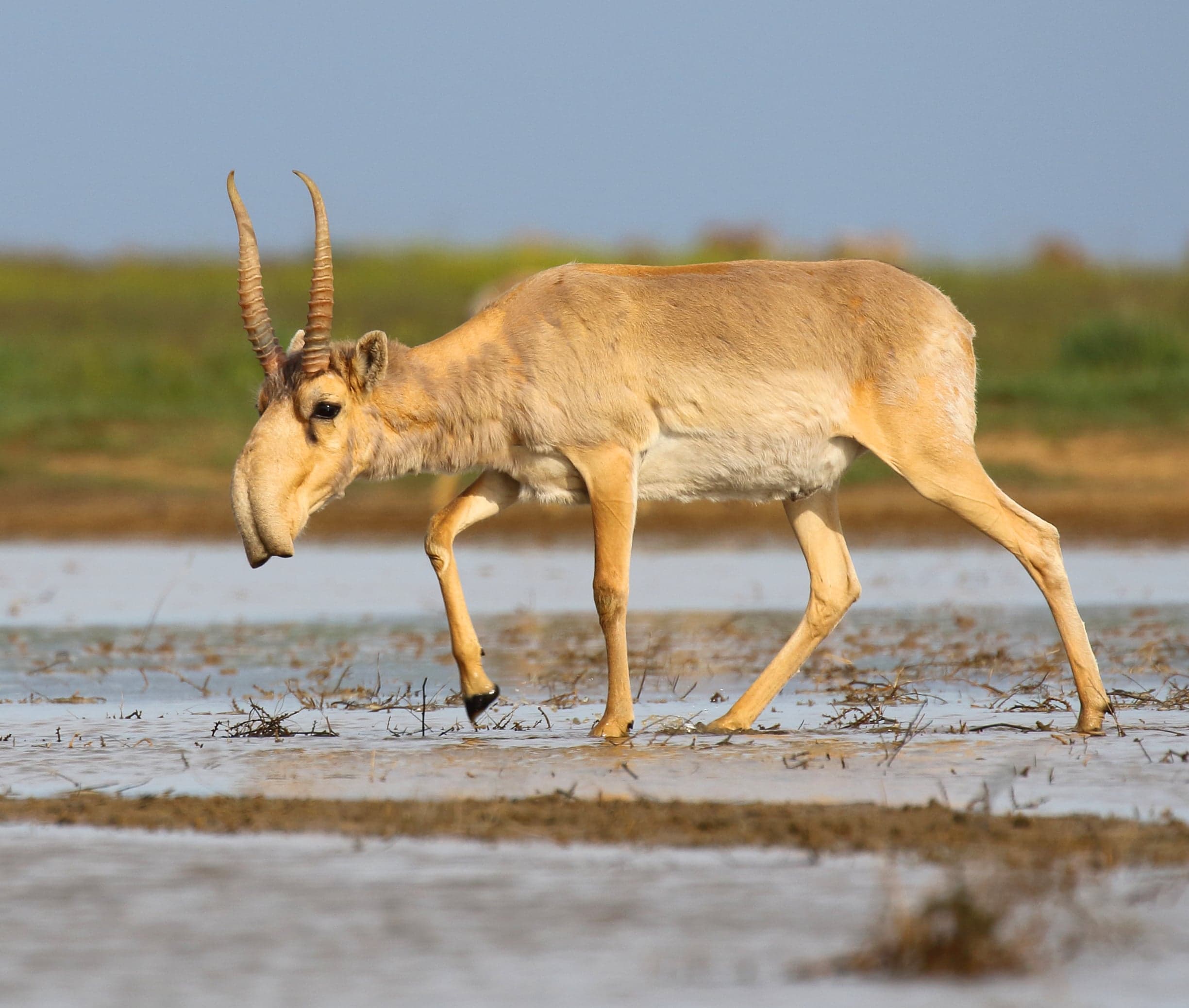 A saiga antelope with its distinctive bulging nose grazing on the open steppe