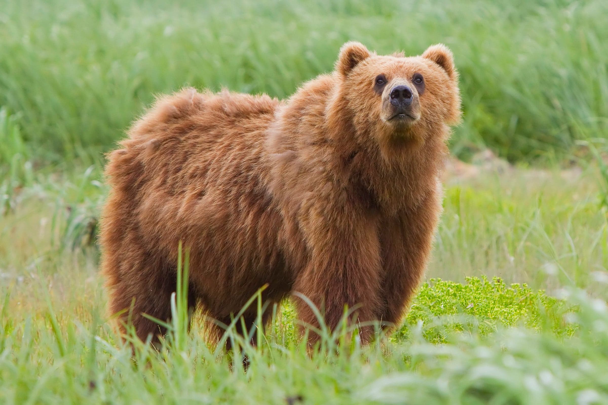 A large brown bear walking through a forest in dappled sunlight