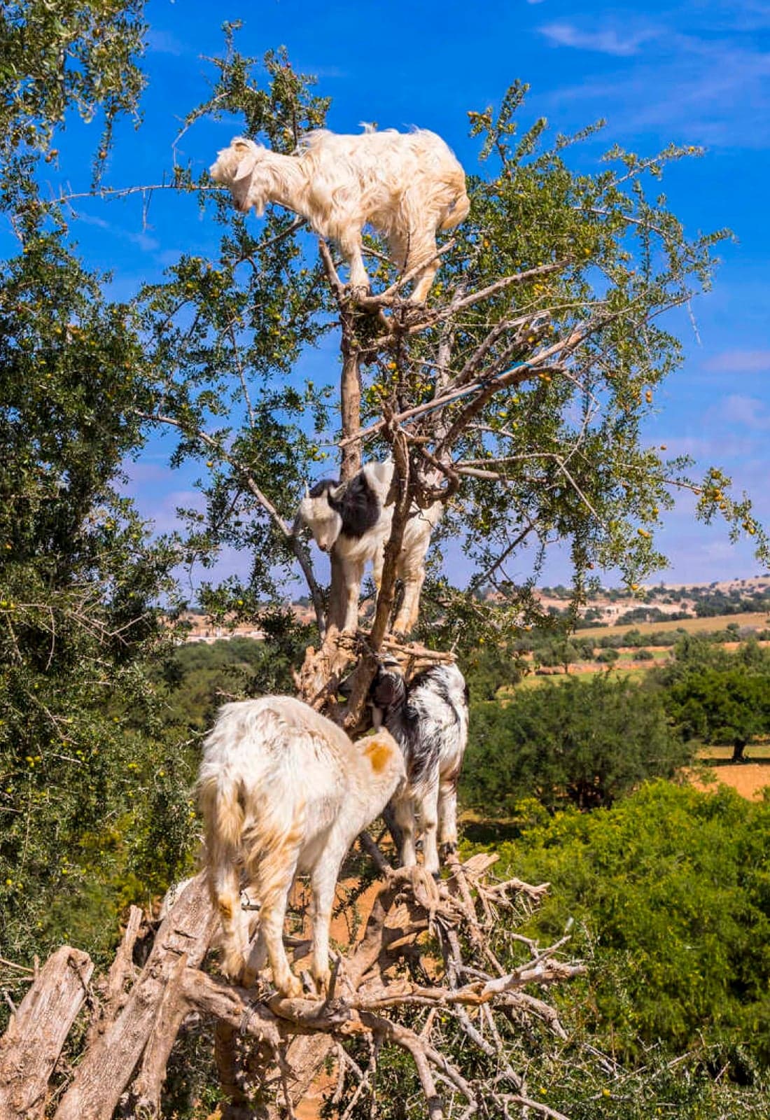 White and grey goats balancing on the branches of an argan tree in southern Morocco