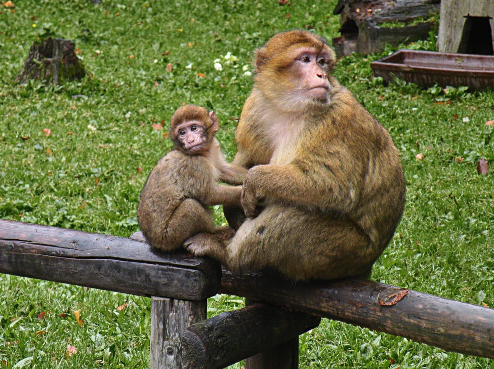 A Barbary macaque sitting in a cedar tree in the Atlas Mountains