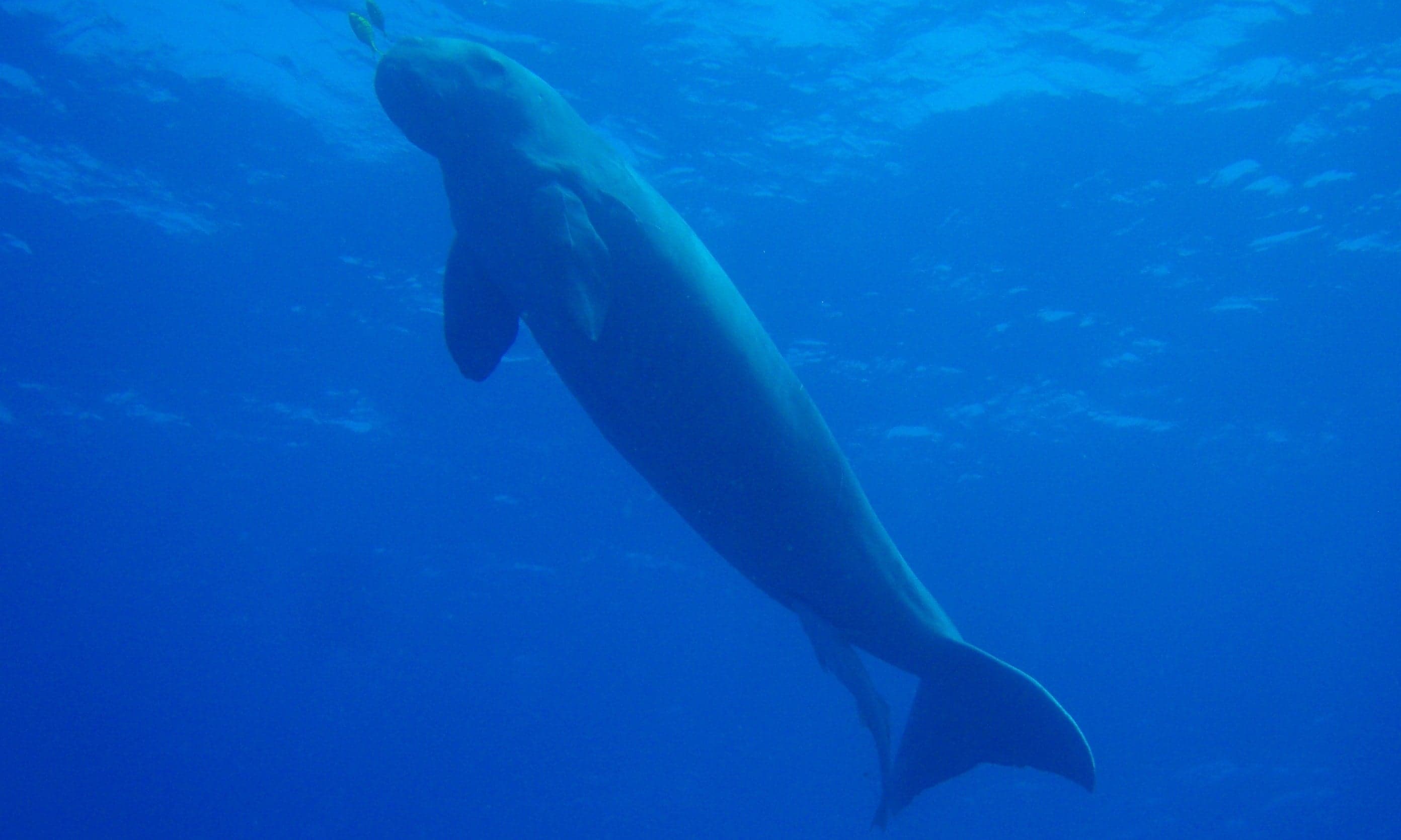 A dugong gliding gracefully through shallow turquoise water