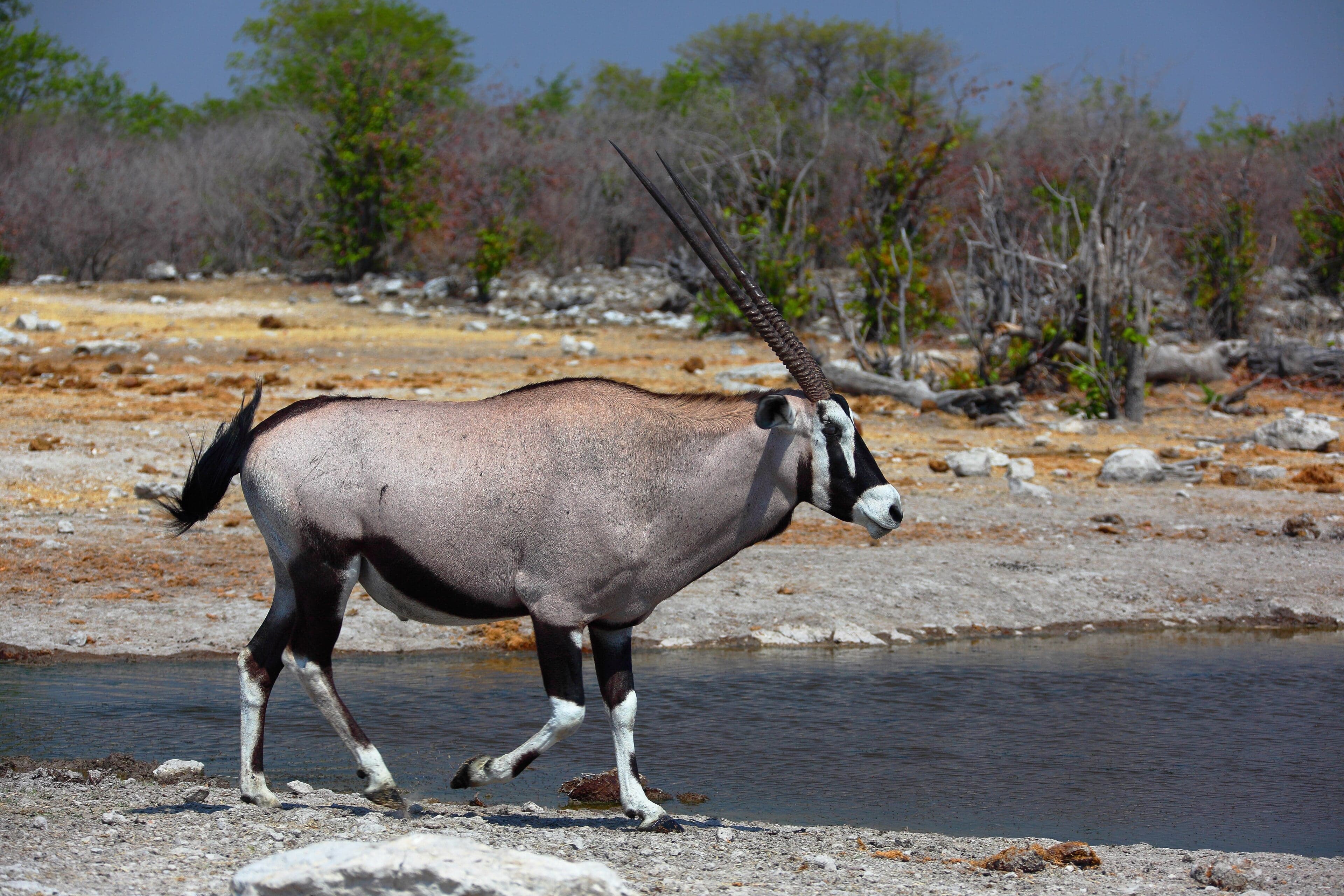 A gemsbok oryx with long straight horns stands in front of a sand dune