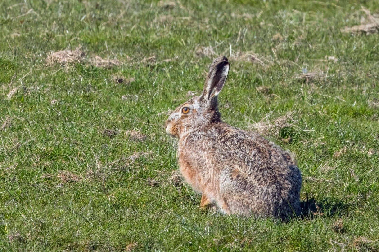 A European hare with long ears alert in a Dutch meadow