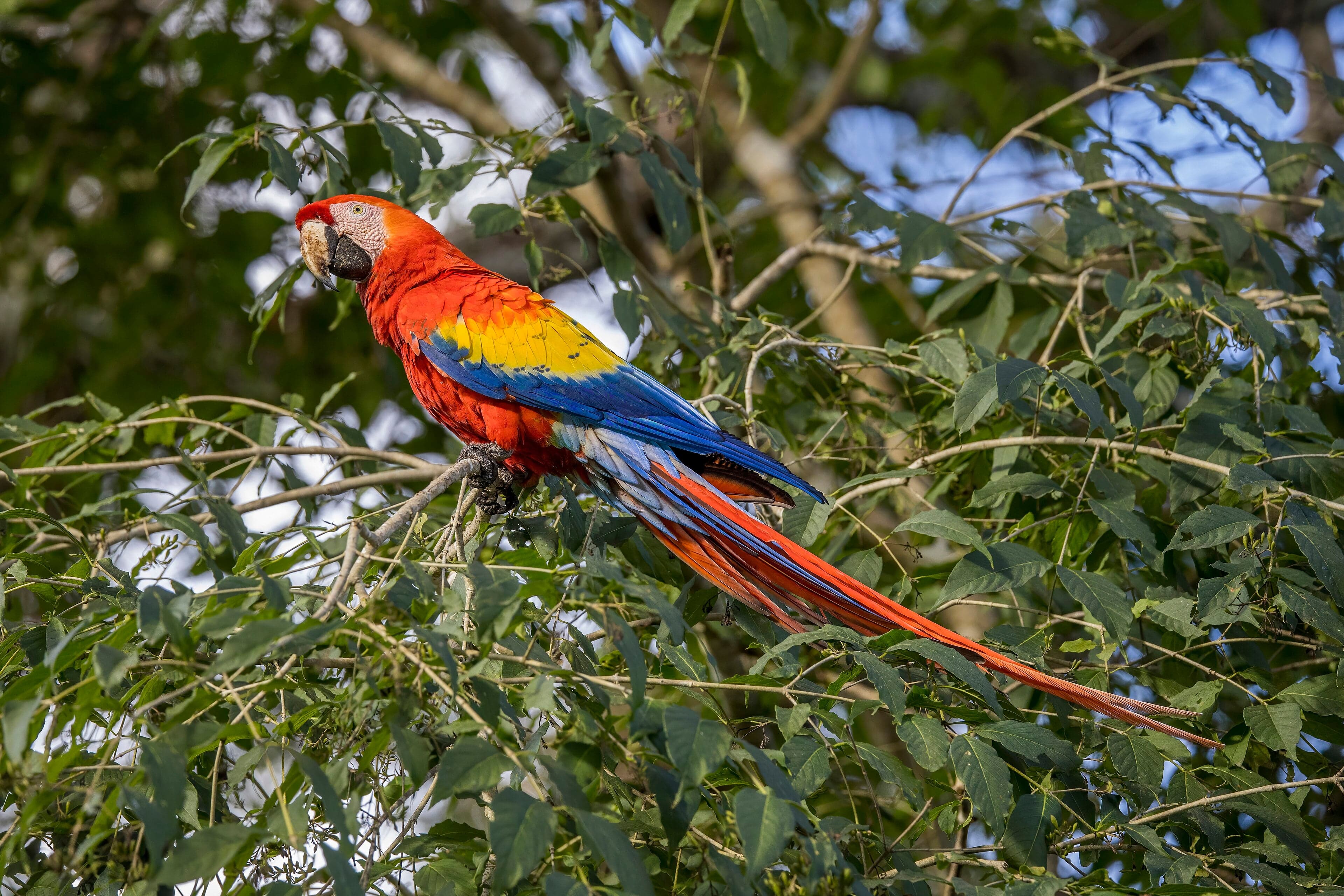 A scarlet macaw with bright red, yellow, and blue wings perched on a branch
