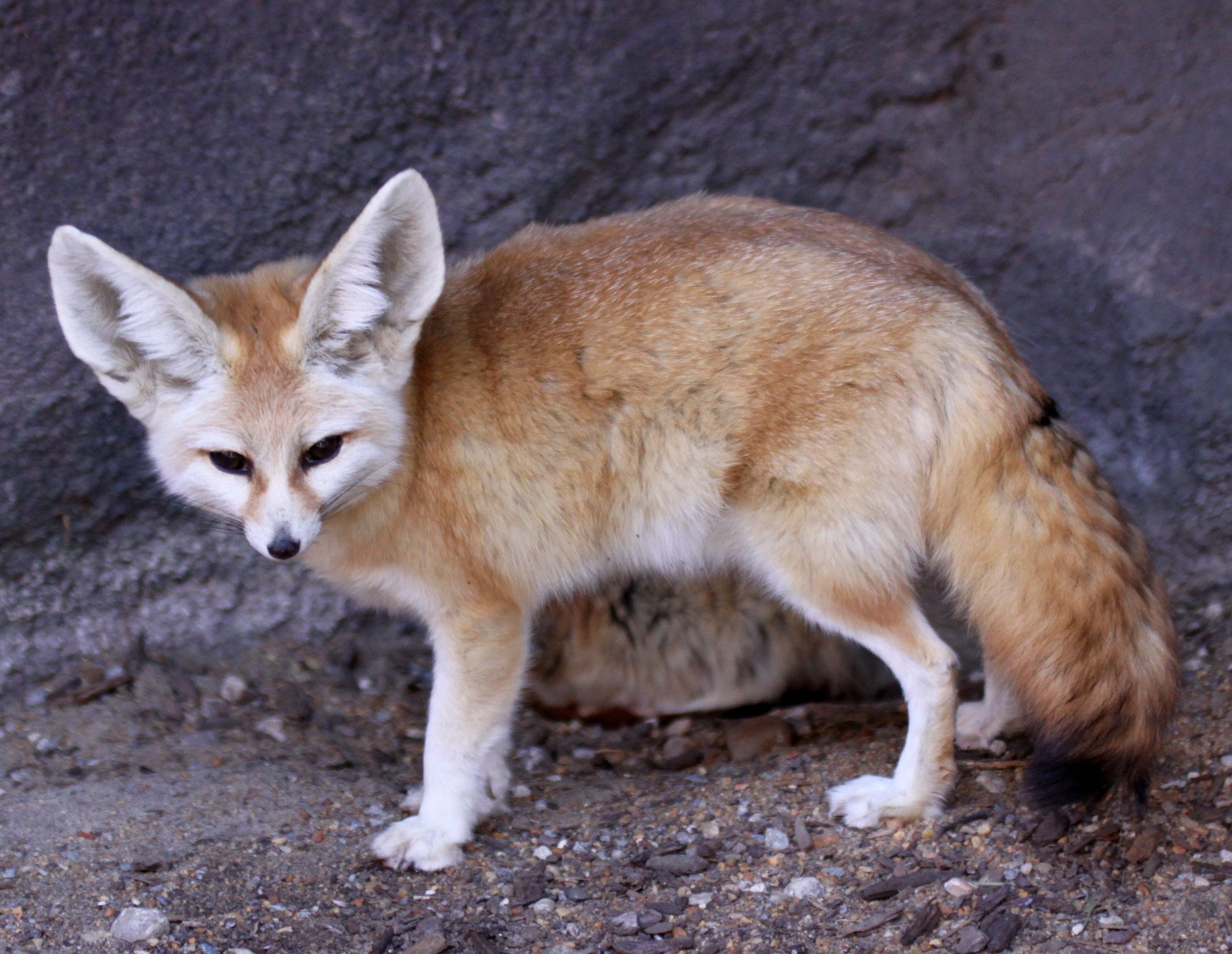 A tiny fennec fox with enormous ears sitting on sand at dusk
