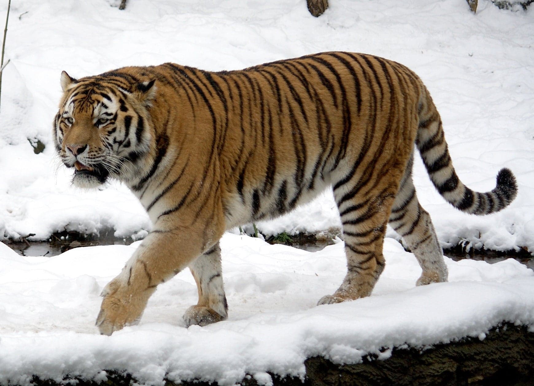 A large Amur tiger walking through snowy forest in Korea