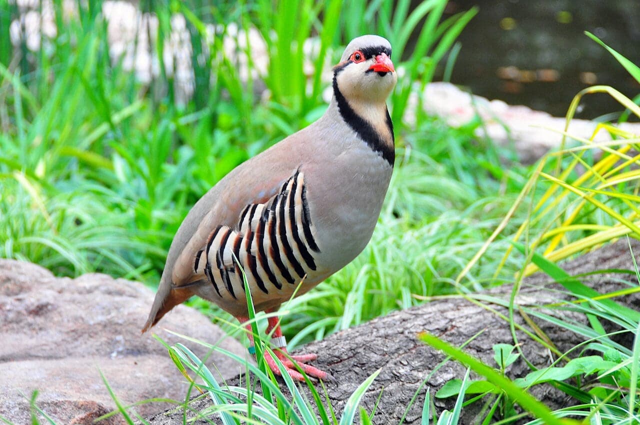 A chukar partridge standing in green grass, with a black neck band, red beak and stripy sides