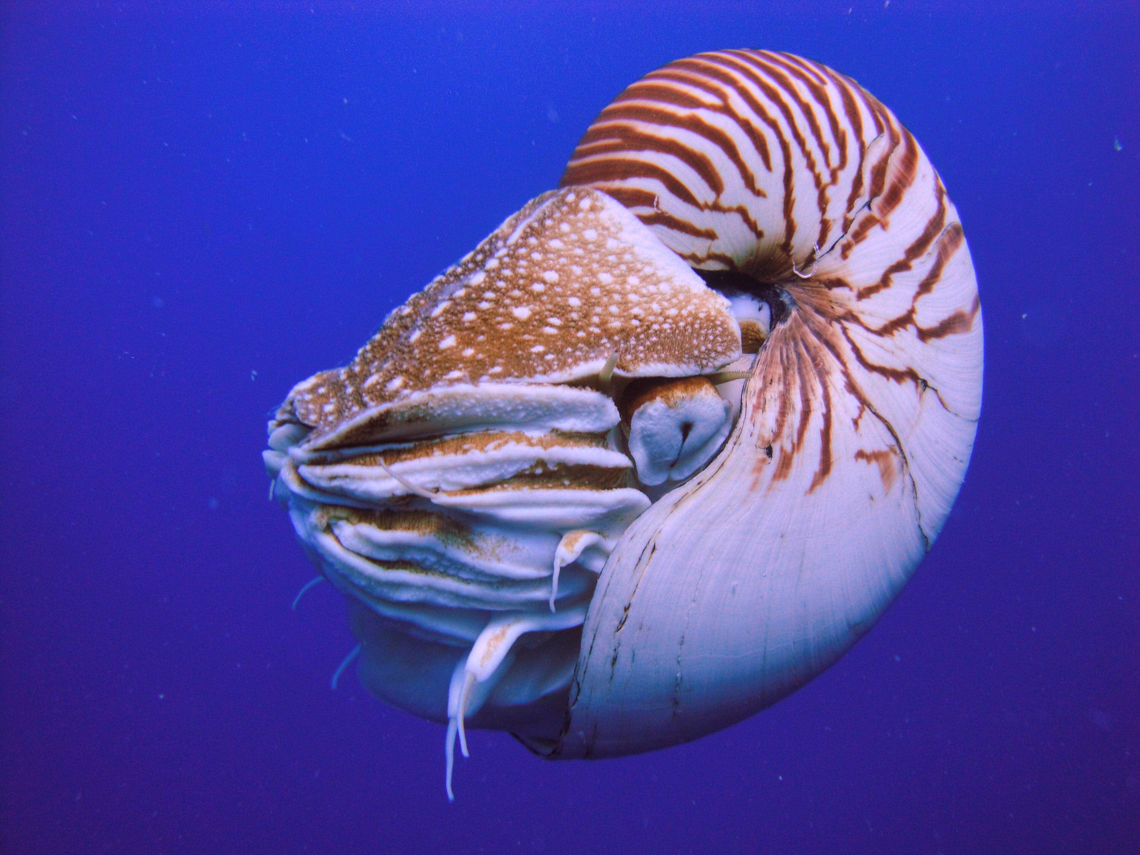 A nautilus swimming in deep water, its striped shell glowing in the ocean light