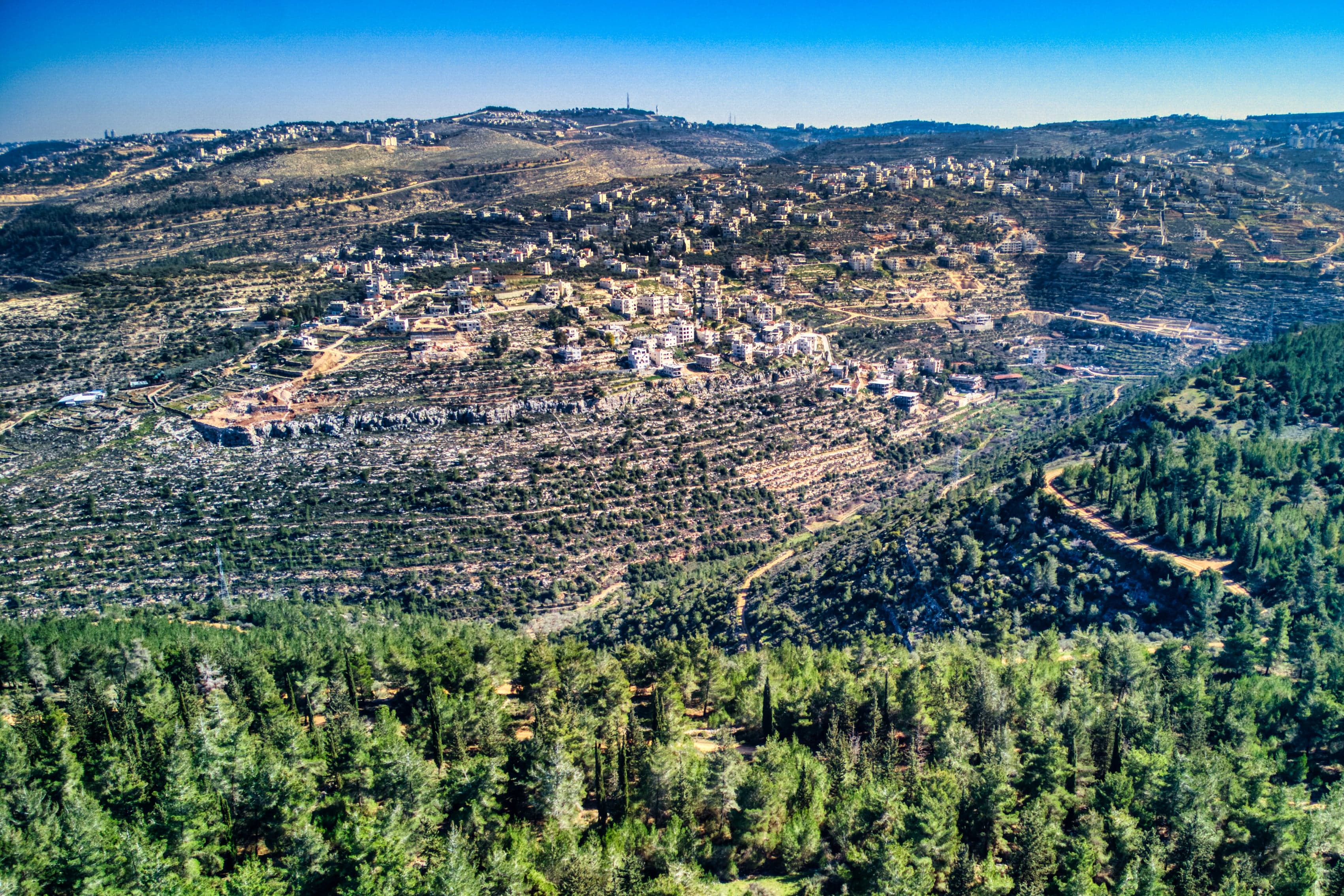 Green terraced hillsides with old stone walls and silver-leaved olive trees near Battir