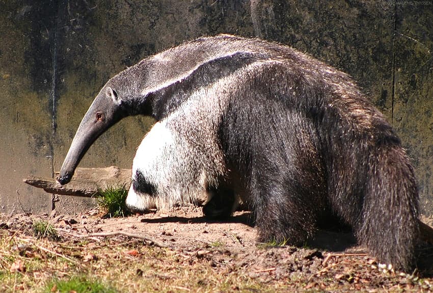 A giant anteater with its long snout walking across open grassland