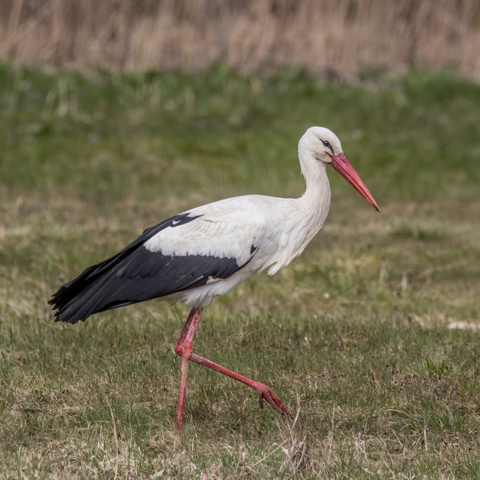 A white stork standing in a big nest on top of a village chimney