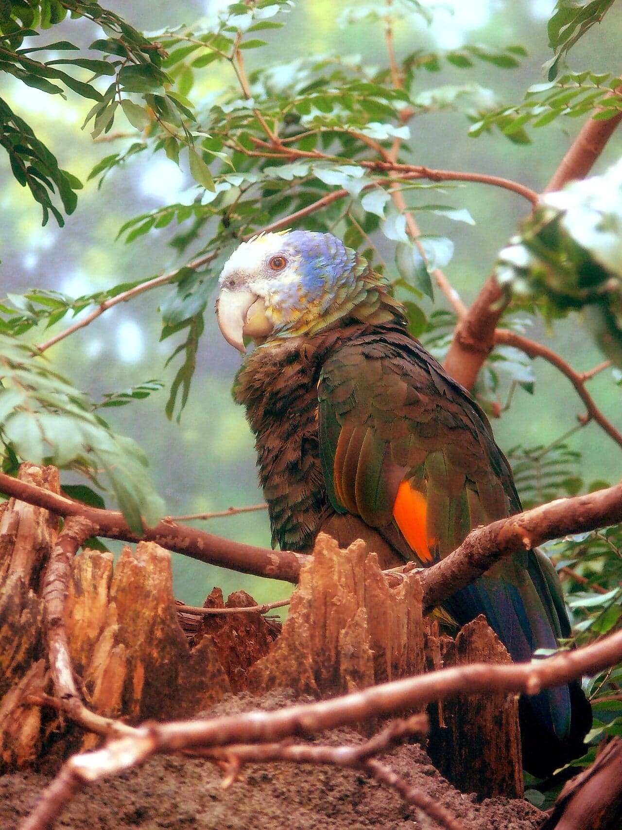 A Saint Vincent parrot with vivid orange, green and yellow feathers perched on a branch