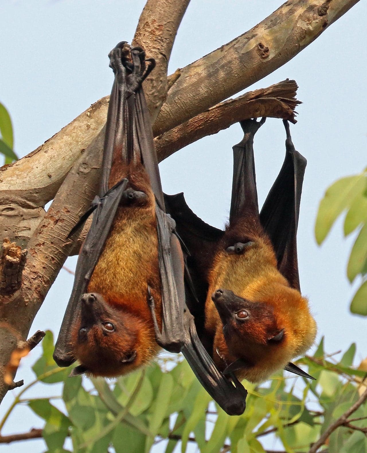 A large brown flying fox hanging upside down from a branch with wings slightly open