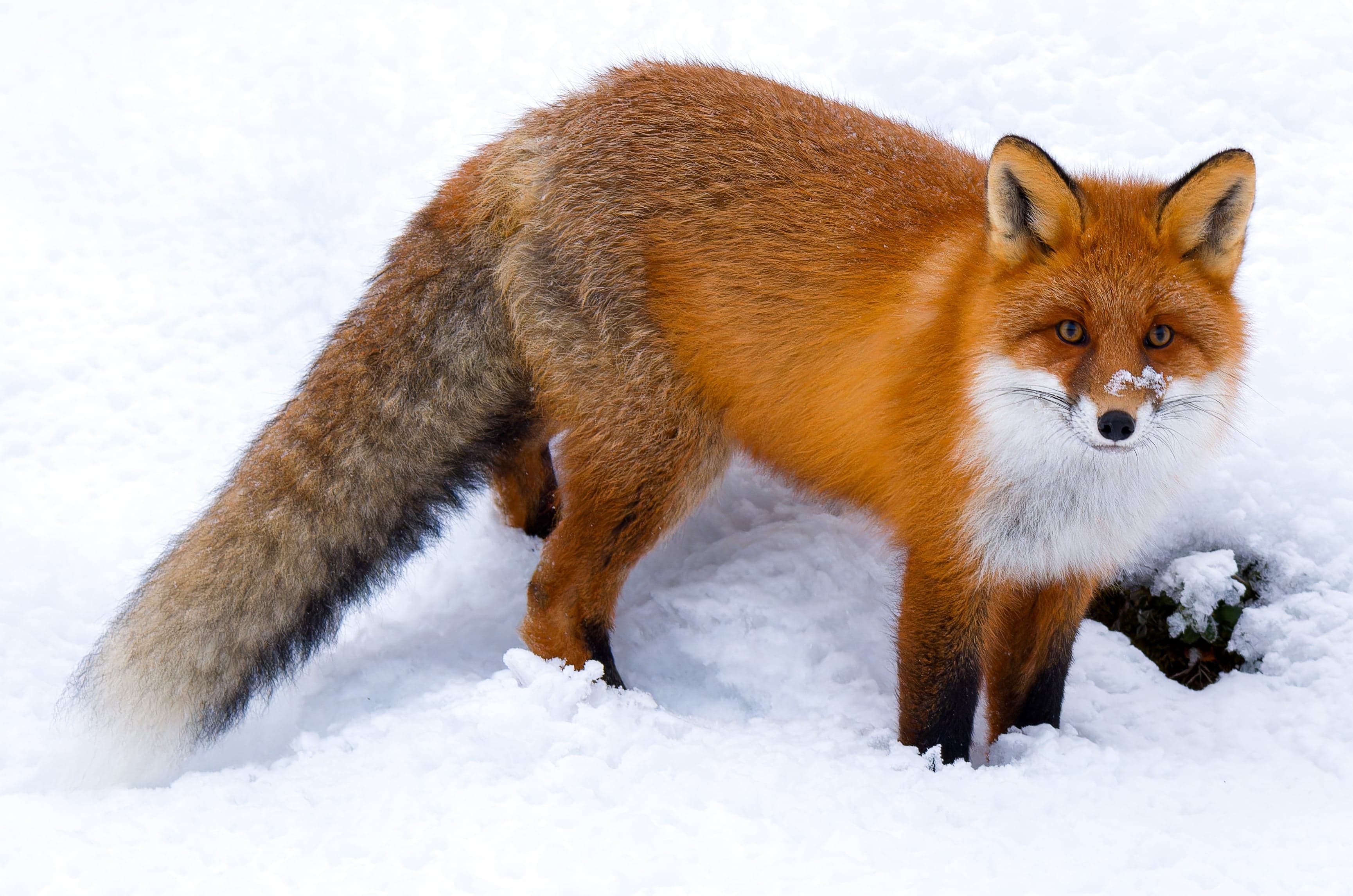 A red fox with bright orange-red fur standing in a grassy field