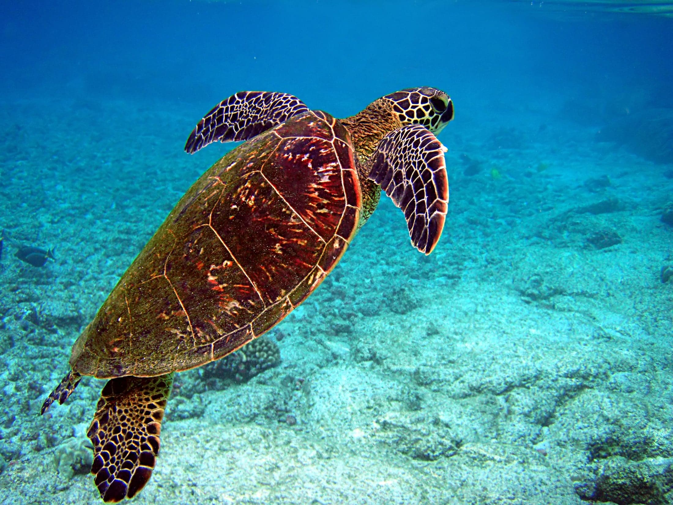 A green sea turtle swimming just below the surface of clear blue water