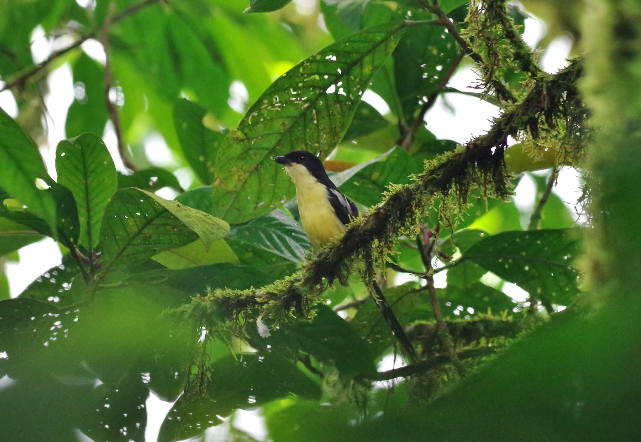A São Tomé fiscal shrike perched on a branch, showing its bold black and white colouring