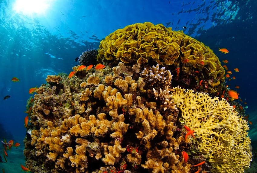 Brightly coloured fish swimming above a Red Sea coral reef