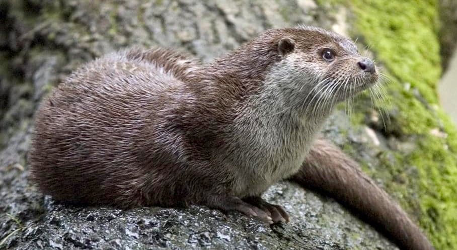 A European otter swimming in a clear river