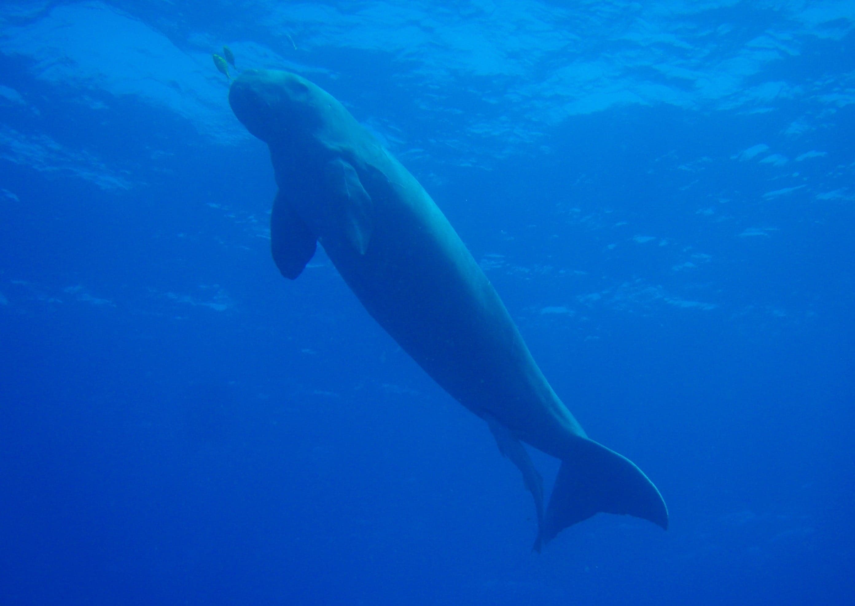 A dugong gliding through clear shallow water above a seagrass meadow