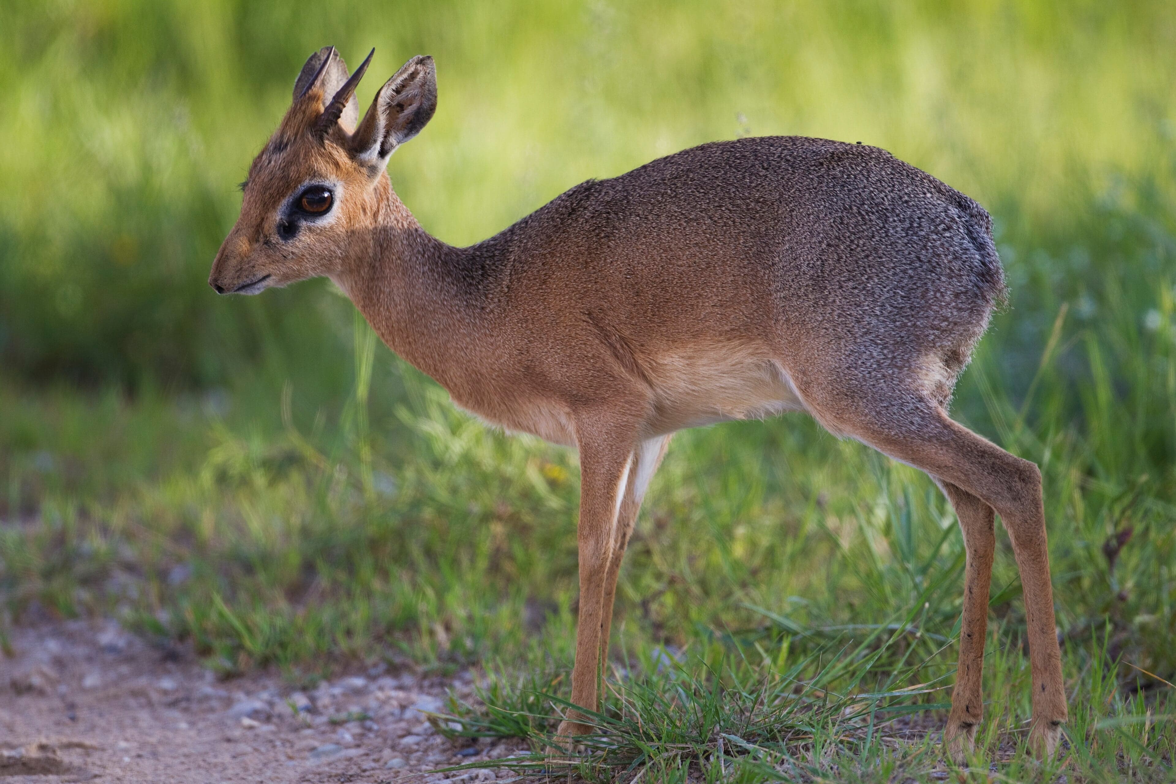 A tiny dik-dik antelope standing in dry scrubland, with large brown eyes