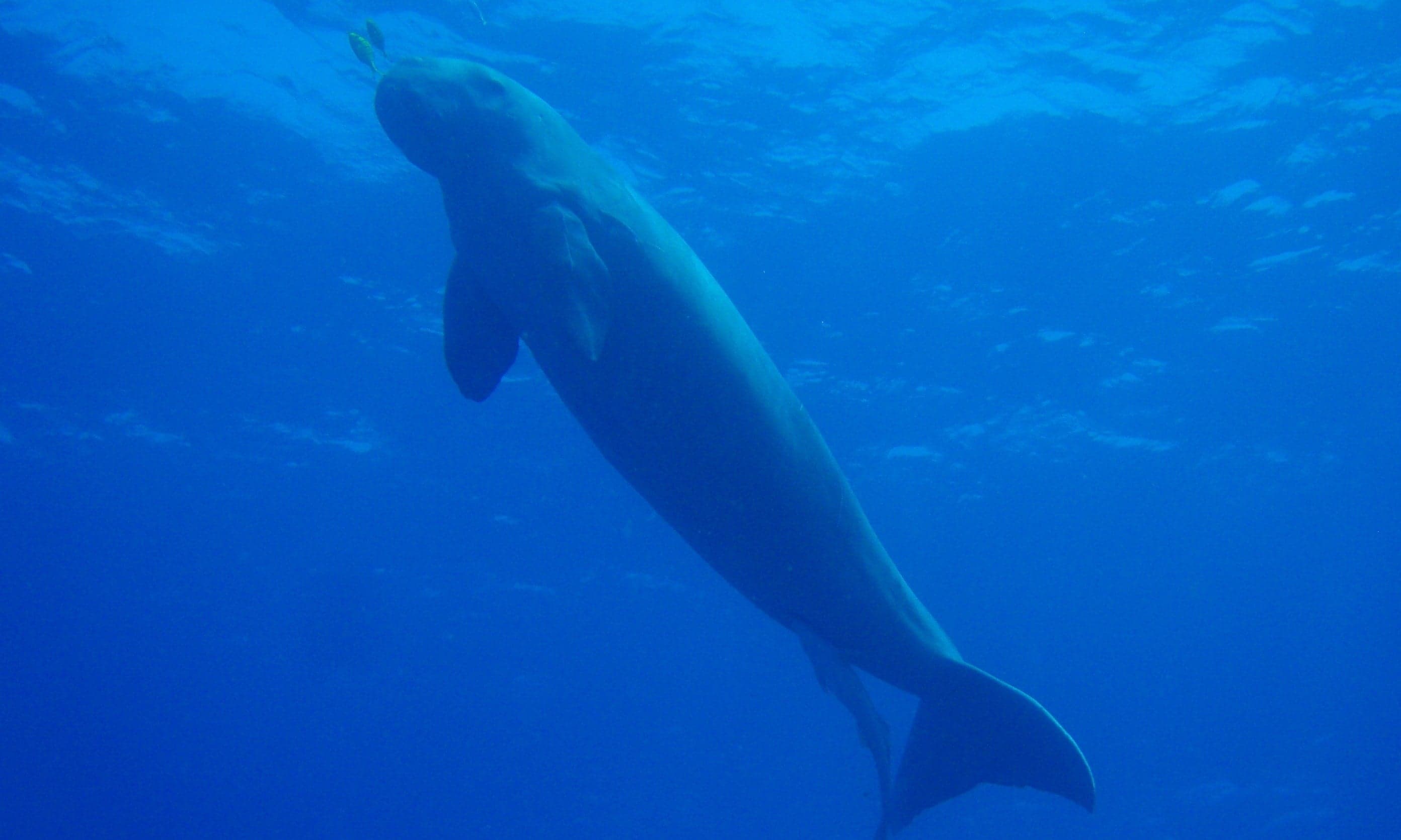A dugong gliding slowly through clear shallow water, grazing on seagrass