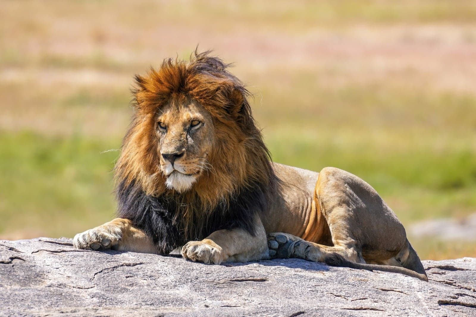 A male lion resting on a rock in the African savannah