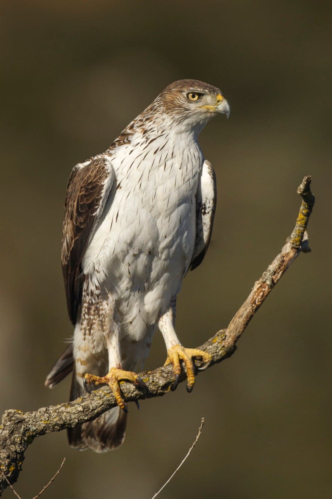 A Bonelli's eagle perched on a branch, showing its white chest streaked with brown