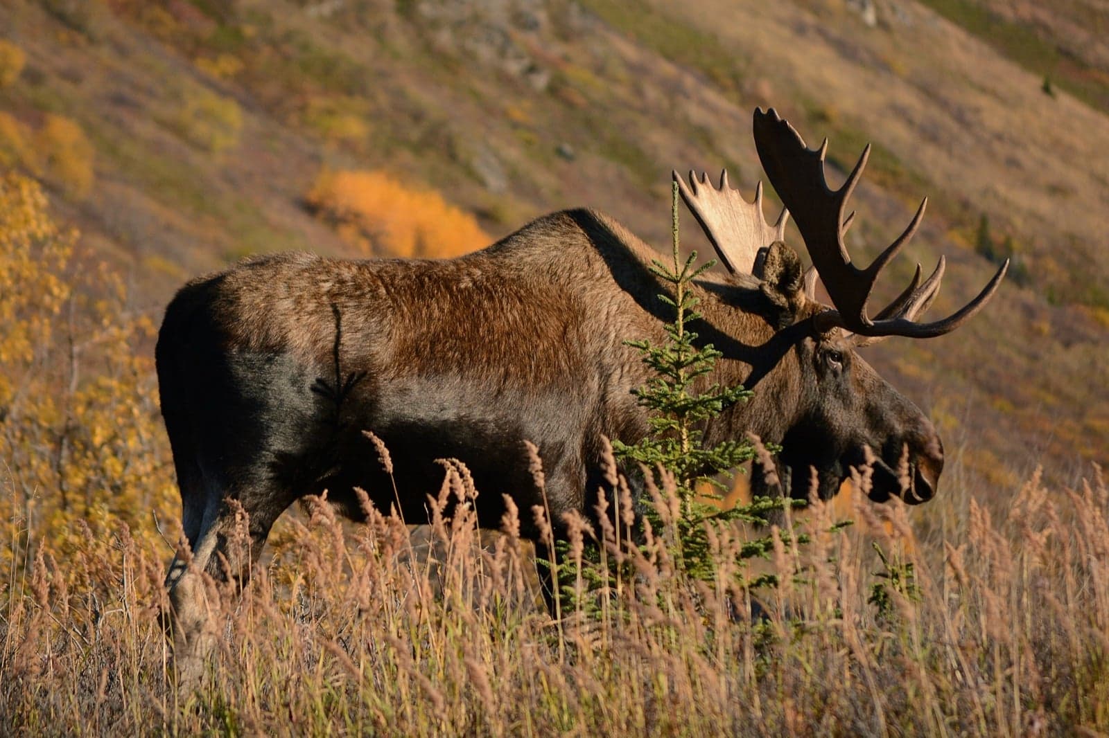 A bull moose with huge antlers grazing in long grass