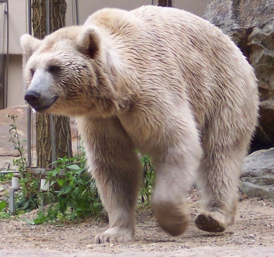 A Syrian brown bear standing in a rocky mountain landscape