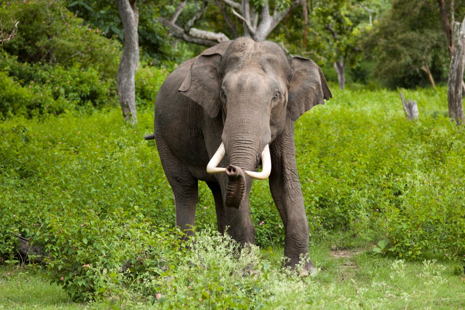 An Asian elephant with curling tusks standing in a green forest clearing