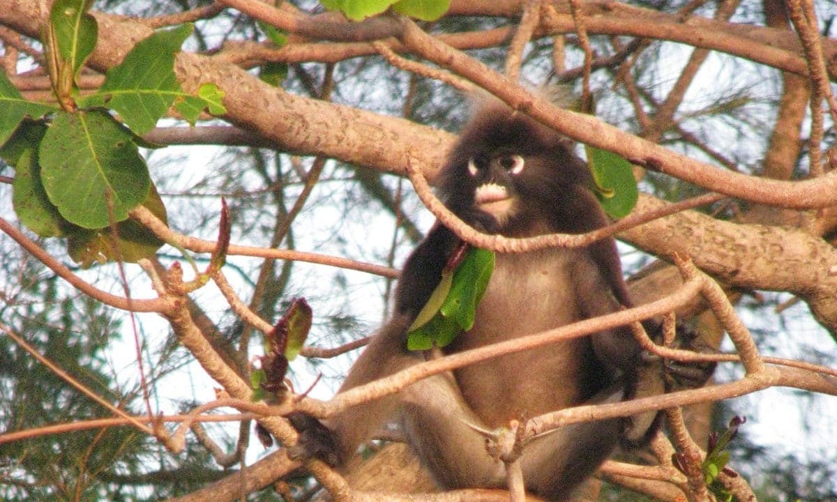 A dusky leaf monkey sitting in a tree with white-ringed eyes