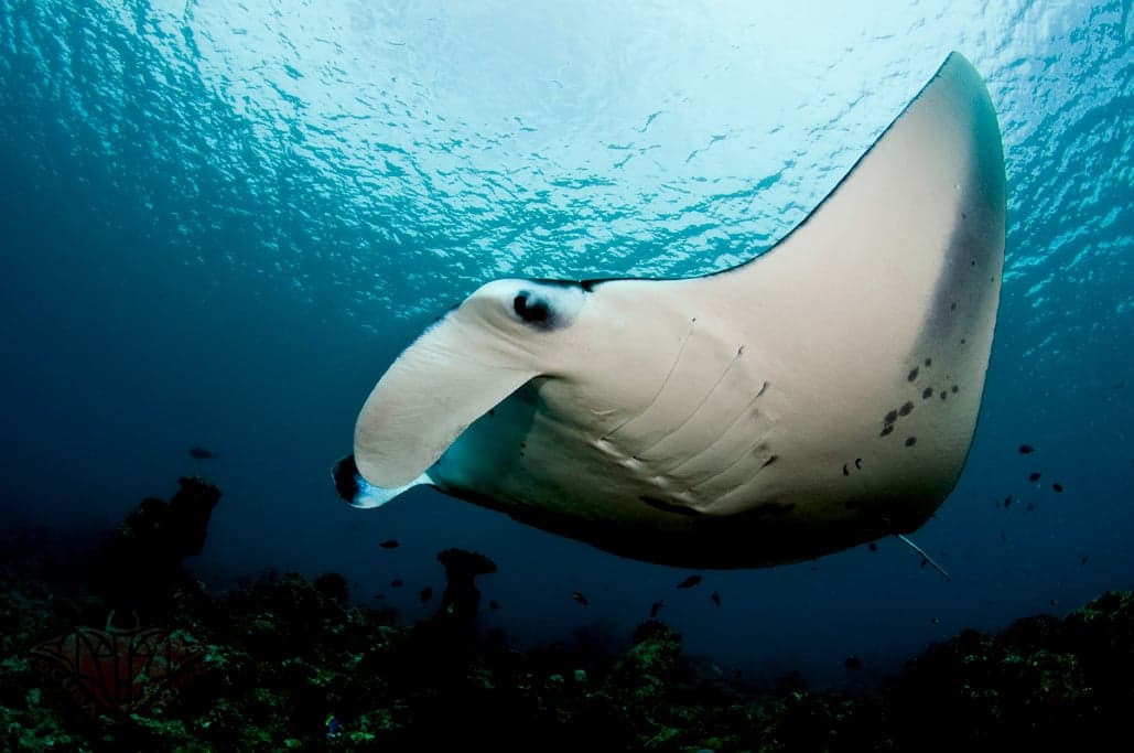 A large manta ray gliding gracefully over a coral reef in Timorese waters
