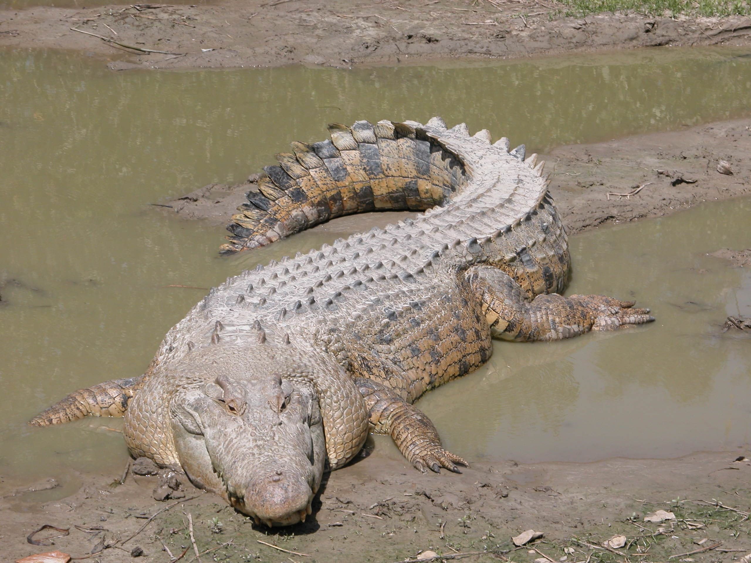 A saltwater crocodile resting on a muddy riverbank in Timor-Leste